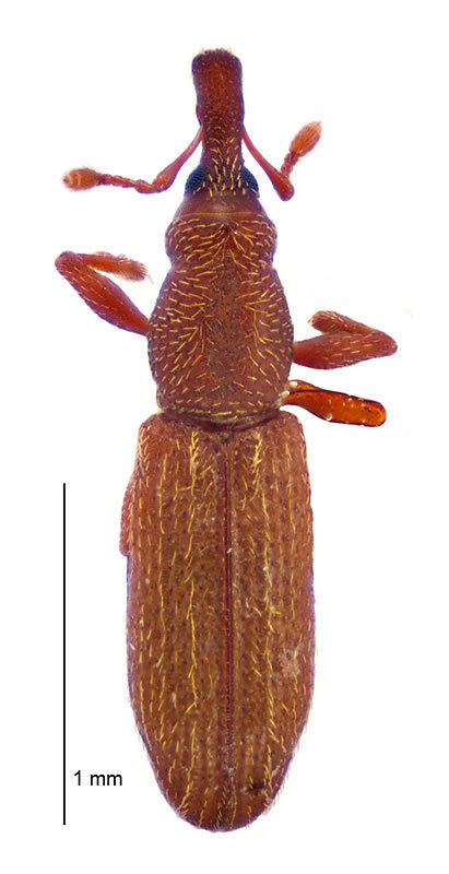Eucossonus
