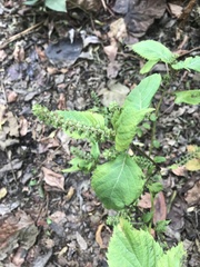 Perilla frutescens