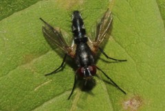 Phyllomya