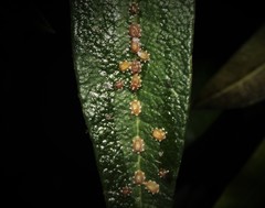 Ceroplastes japonicus