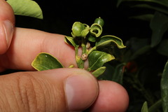 Ceroplastes rusci