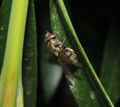 Stomoxys calcitrans