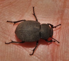 Phymatiotris quadricollis