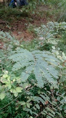 Mimosoideae