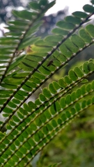 Mimosoideae