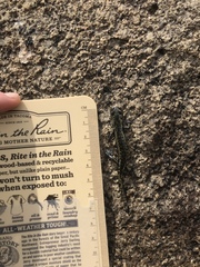 Hydromantes platycephalus