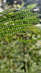 Mimosoideae