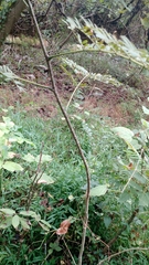 Mimosoideae