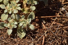 Thyridanthrax nugator