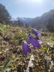 Campanula rhomboidalis