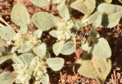 Thyridanthrax nugator