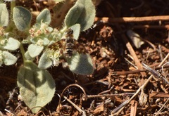 Thyridanthrax nugator