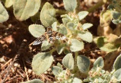 Thyridanthrax nugator