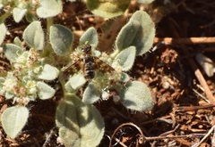 Thyridanthrax nugator