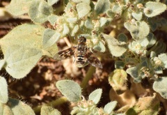 Thyridanthrax nugator