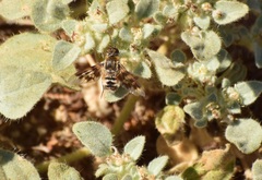 Thyridanthrax nugator