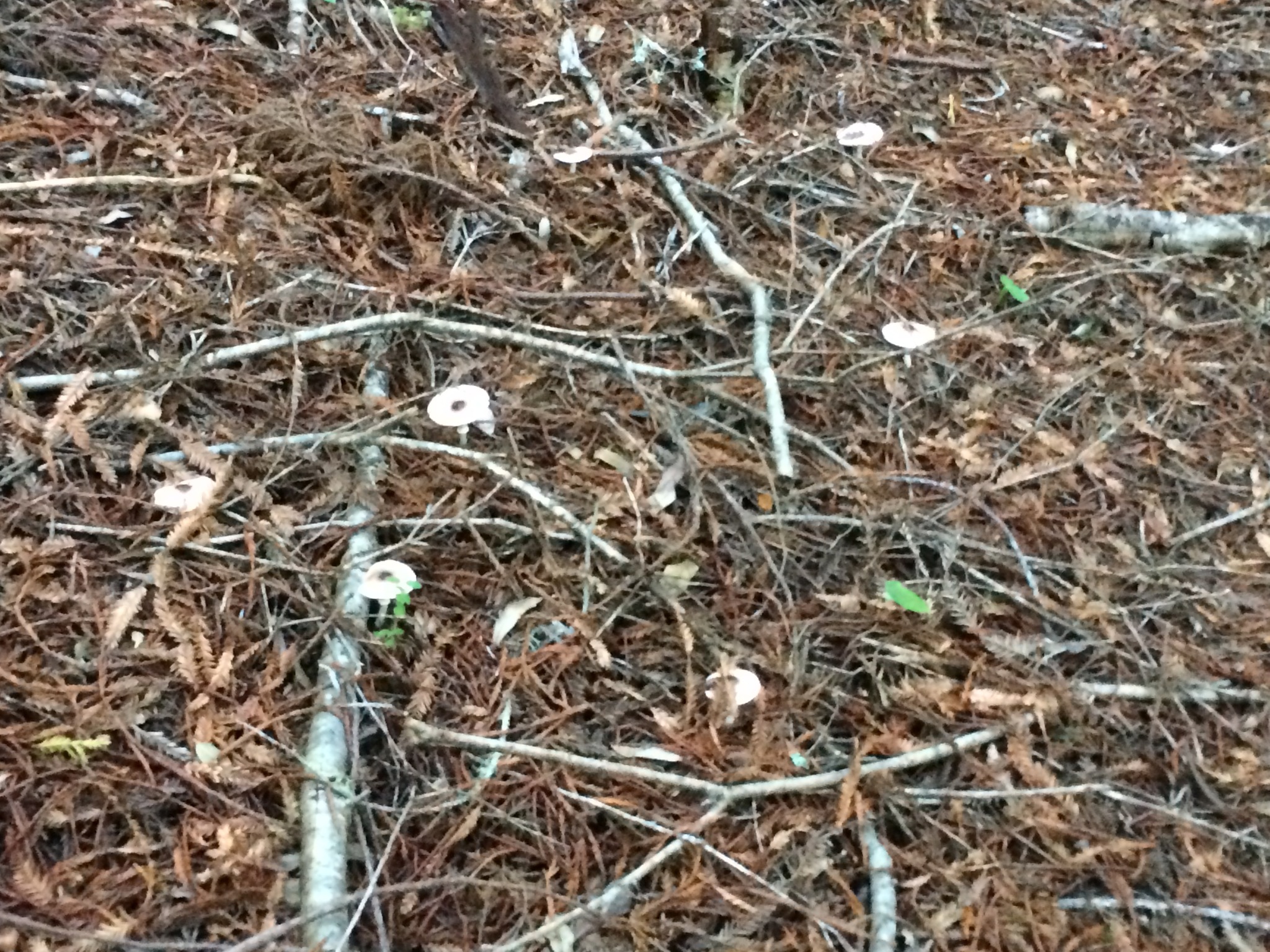 Lepiota rubrotinctoides image