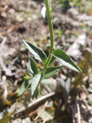 Campanula rhomboidalis