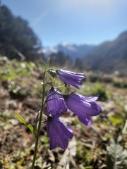 Campanula rhomboidalis
