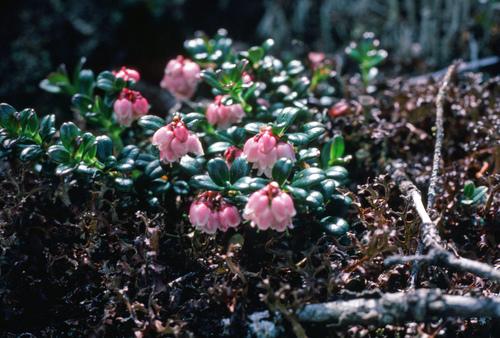 Vaccinium vitis-idaea minus legacy iNaturalist observation