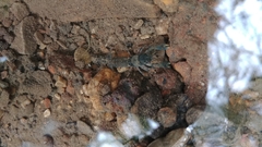 Cambarus