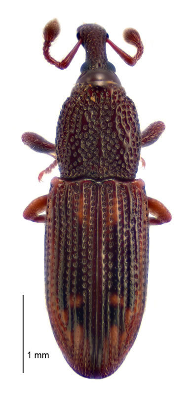 Exomesites