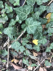 Hedera helix