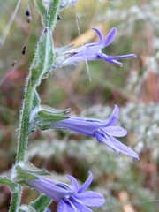 Lobelia reverchonii