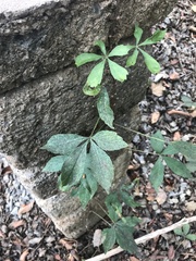 Parthenocissus quinquefolia