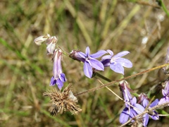 Lobelia reverchonii