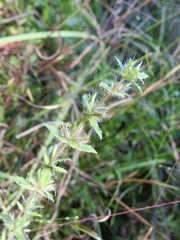 Gratiola pilosa