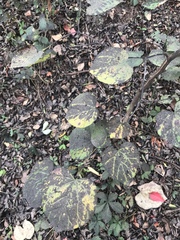 Cercis canadensis