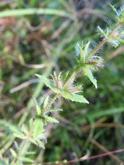 Gratiola pilosa