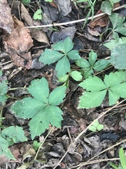 Parthenocissus quinquefolia