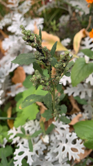 Chenopodium album