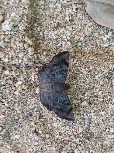 Common Spurwing