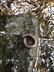 Narceus americanus