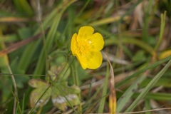 Ranunculus propinquus subborealis