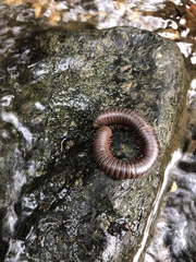 Narceus americanus