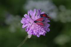 Zygaena osterodensis