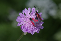 Zygaena osterodensis