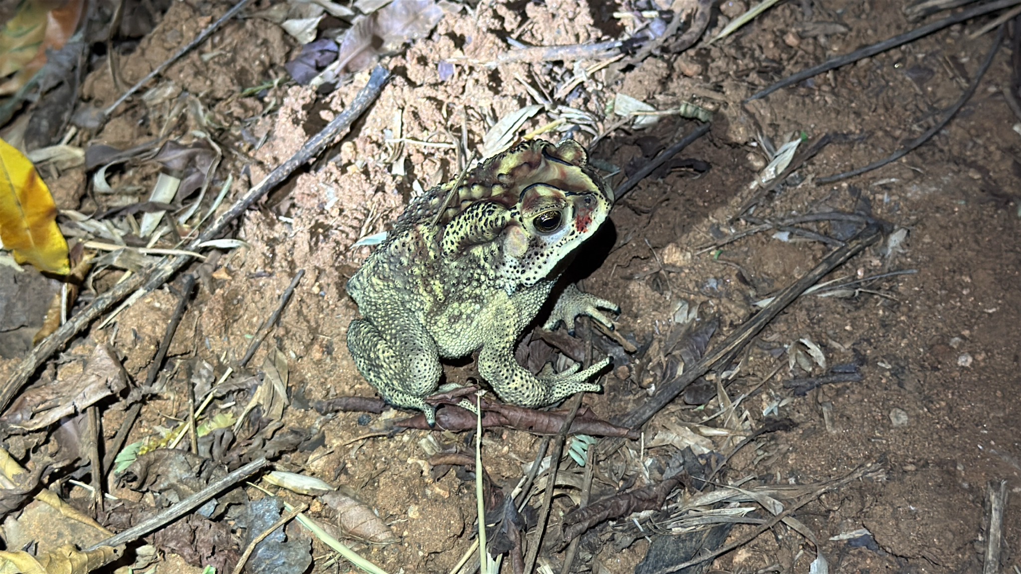 Indian Common True Toad
