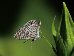 Leptotes