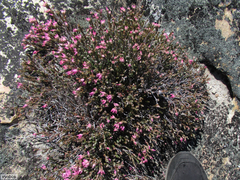 Erica taylorii