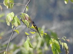 Pericrocotus ethologus