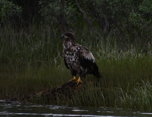 Bald Eagle