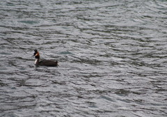 Podiceps cristatus australis