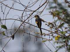 Pericrocotus ethologus