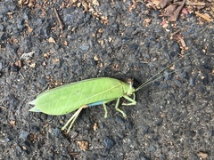 Zabalius ophthalmicus