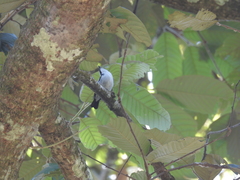 Ficedula westermanni